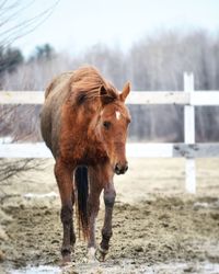 Horse standing on field against sky