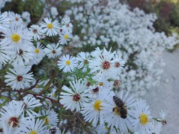 Close-up of white flowering plants