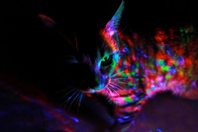 Close-up of multi colored light over black background