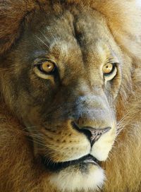 Close-up portrait of male lion