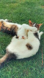 Cat lying on grassy field