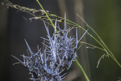 Close-up of dried plant