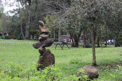 View of a bird in a forest