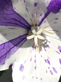 Close-up of purple flower