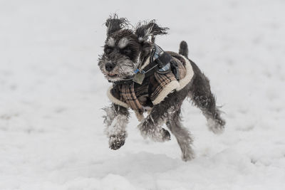 Dog running on snow covered land