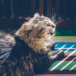 Close-up of cat on bed