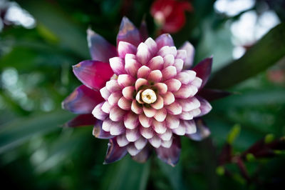 Close-up of pink flowers