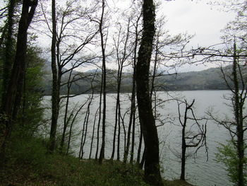 Scenic view of lake in forest
