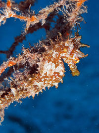 Close-up of sea horse in sea