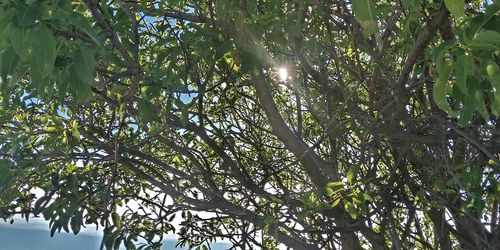 Low angle view of trees