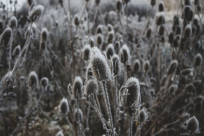 Close-up of teasel dry plants