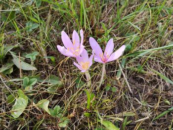 High angle view of purple crocus flowers on field