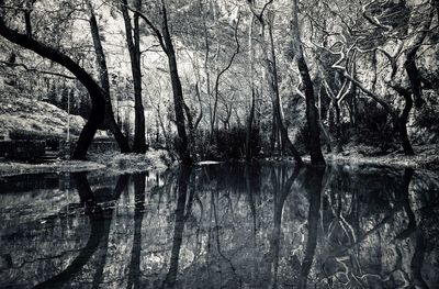 Bare trees by lake in forest