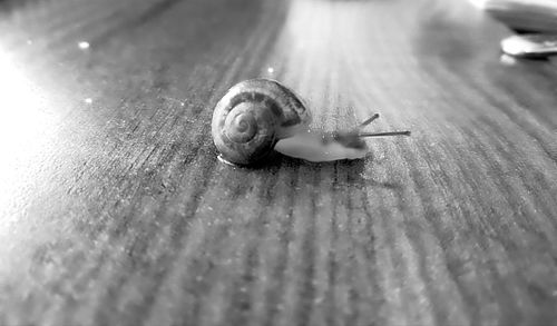 Close-up of snail