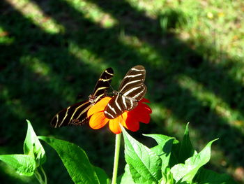 Close-up of butterfly pollinating on flower