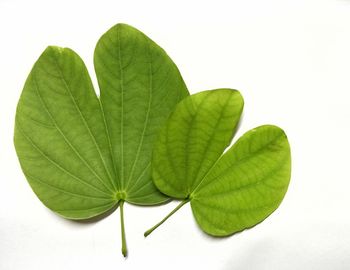 Close-up of green leaves on white background