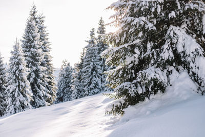 Trees on snow covered landscape