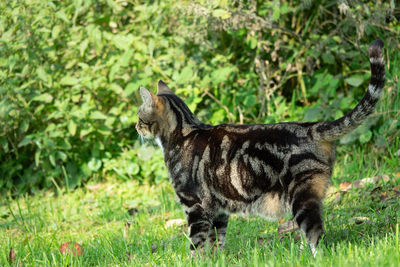Side view of a cat looking away
