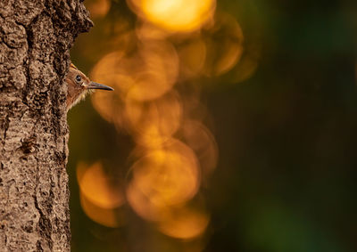 Close-up of bird perching on tree