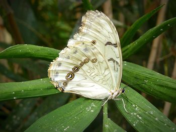 Close-up of butterfly on leaf