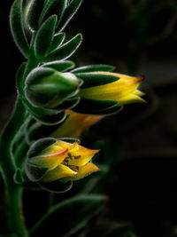 Close-up of yellow flowering plant