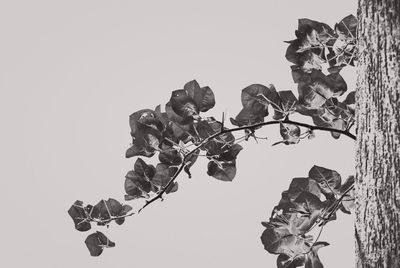 Low angle view of plant against clear sky