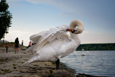 Pelican standing on lake against sky