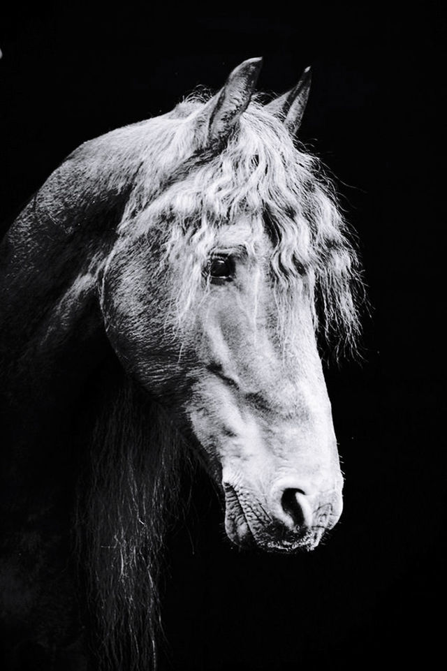 CLOSE-UP OF HORSE IN STABLE