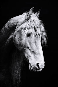 Portrait of horse