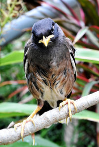 Close-up of a bird perching on branch