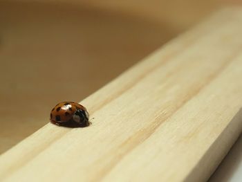 Close-up of ladybug on wooden plank