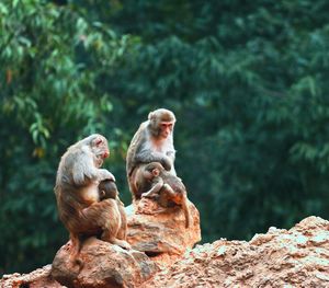 Monkey sitting on rock against trees