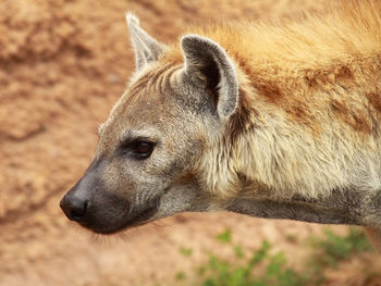 Close-up of horse