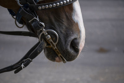 Close-up of horse in water