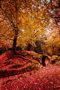 View of trees in forest during autumn