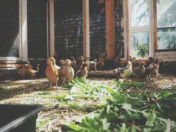 View of birds in the window