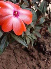 Close-up of flower blooming outdoors