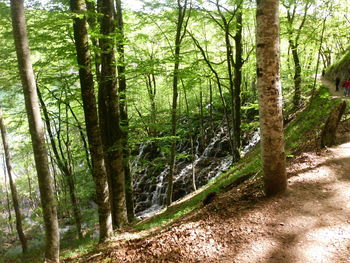 Trees in forest