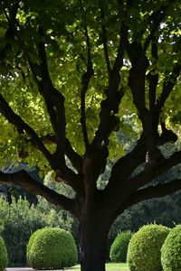 Low angle view of trees