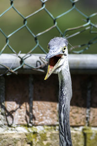 Close-up of a bird