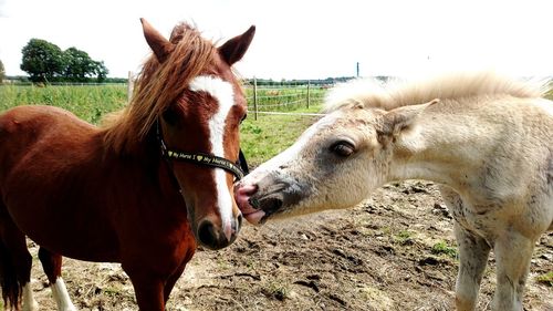 Horses standing on field against sky