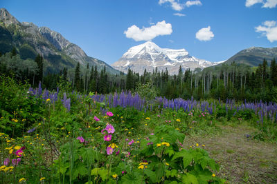Purple flowering plants and mountains against sky