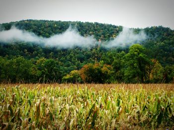 Scenic view of field