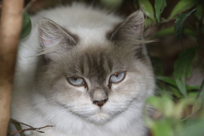 Close-up portrait of cat