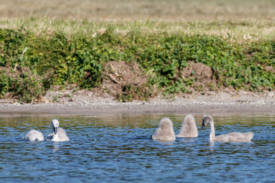 Swans swimming in lake