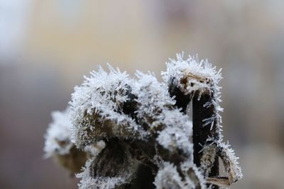 Frozen plant