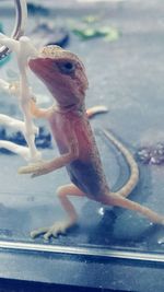 Close-up of lizard in water