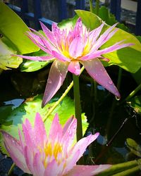 Close-up of lotus water lily in pond