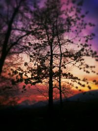 Silhouette of trees at sunset