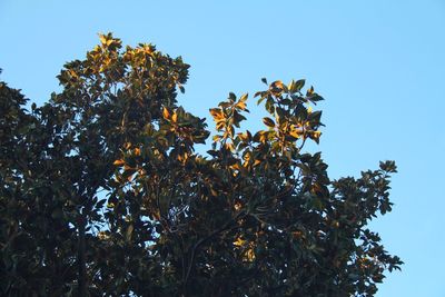 Low angle view of tree against clear sky